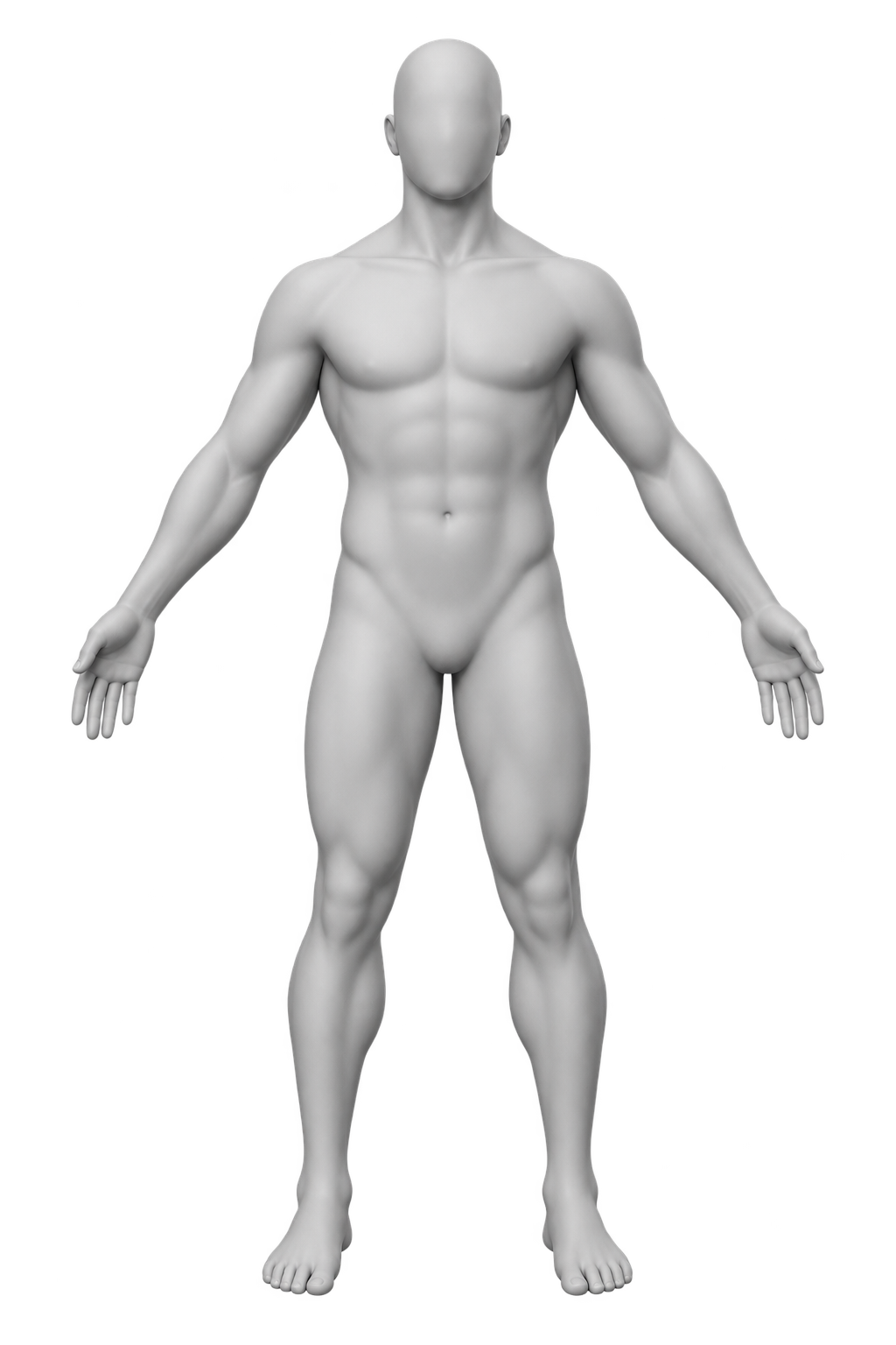 front view anatomical mannequin